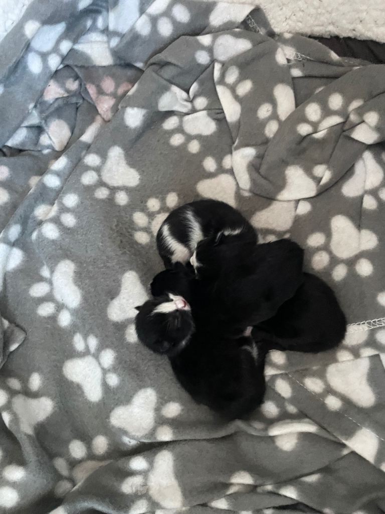 Kittens for sale 