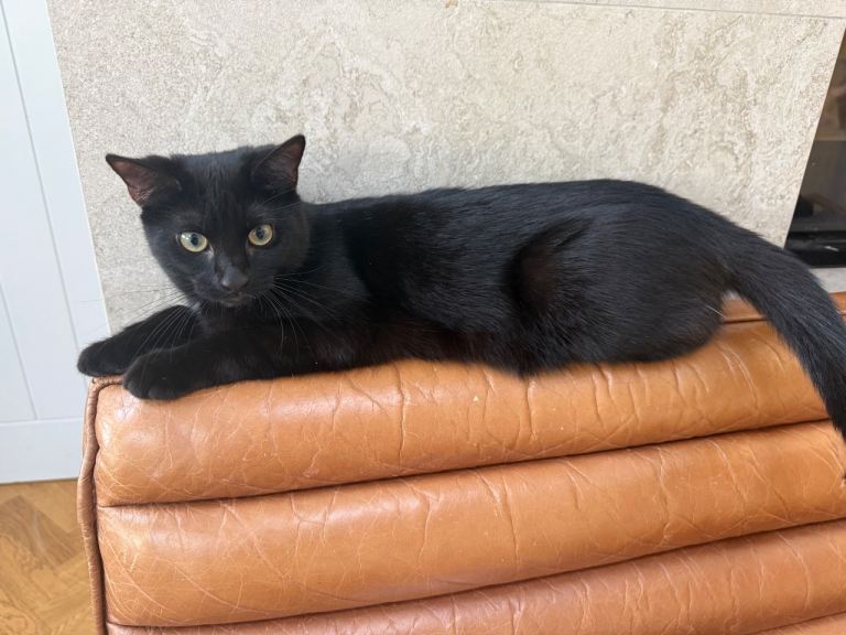 Cat available to good home