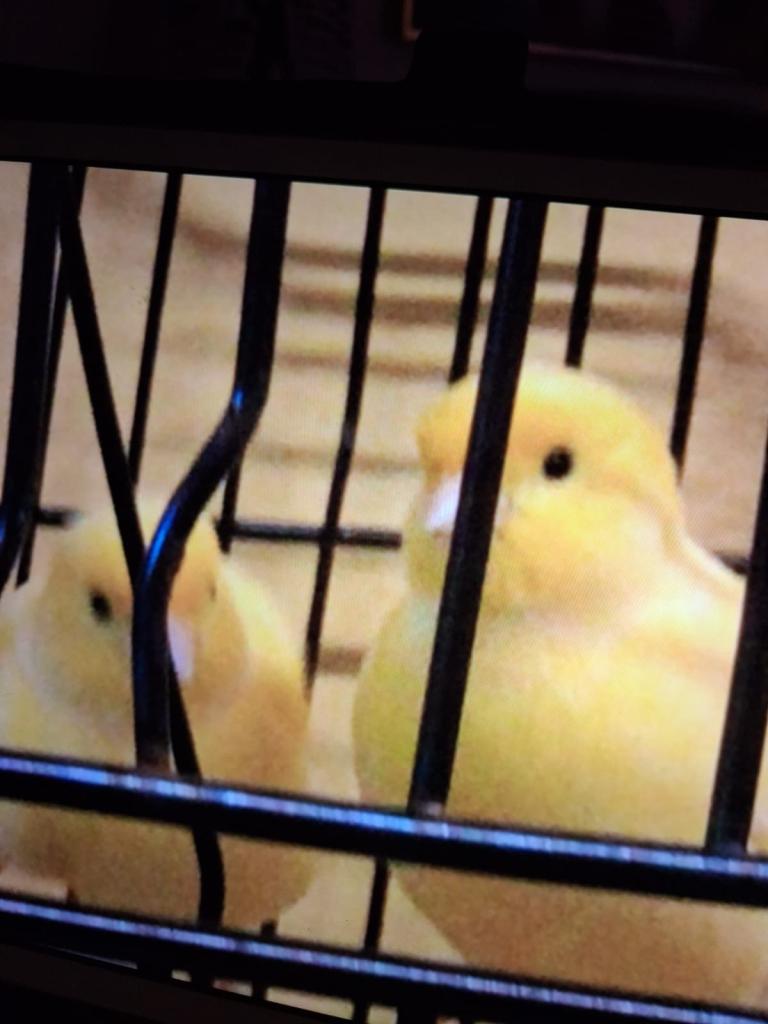 2x Male Yellow Canaries