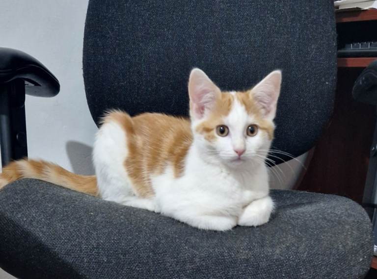 Beautiful Kitten for Sale
