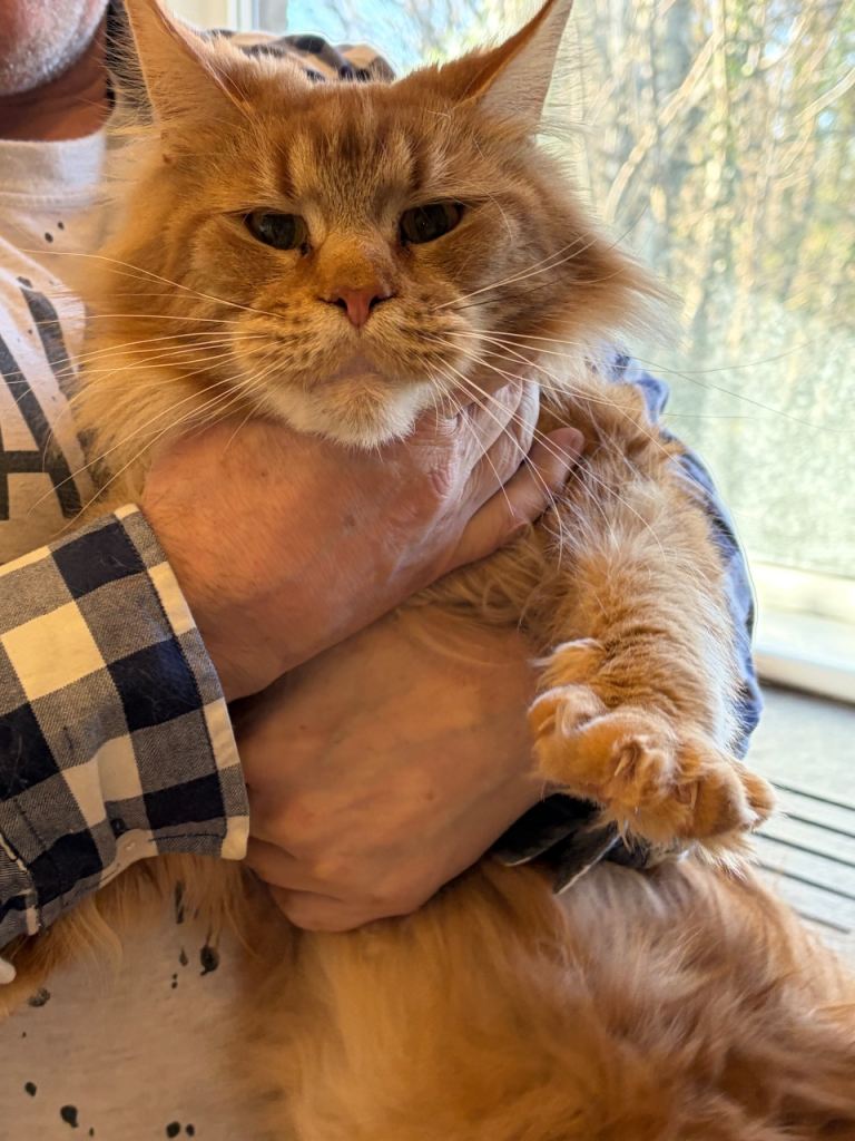 Maine Coon 