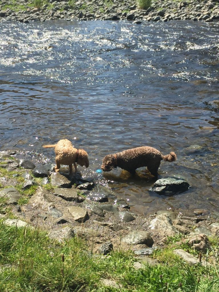 Dog Walking Service - North Shields -Tynemouth - Cullercoats- and surrounding  areas.