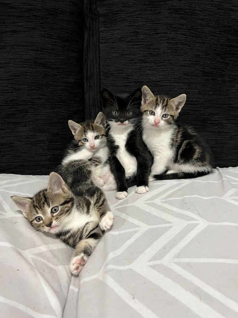 4 KITTENS FOR SALE!