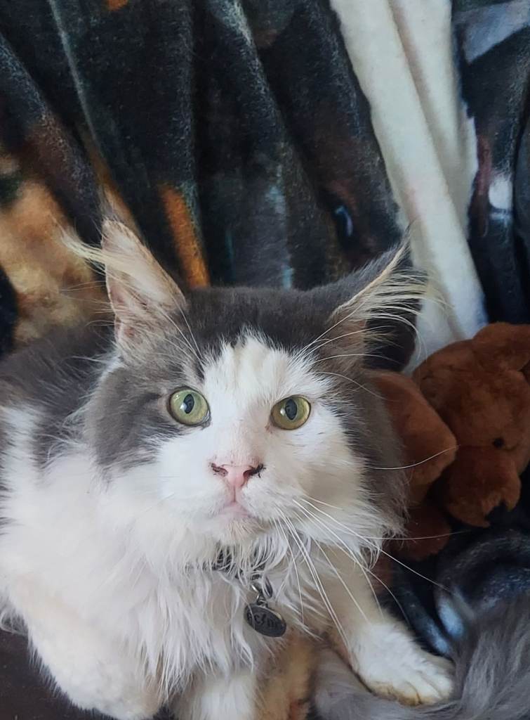 Mixed maine coon kittens ready now 