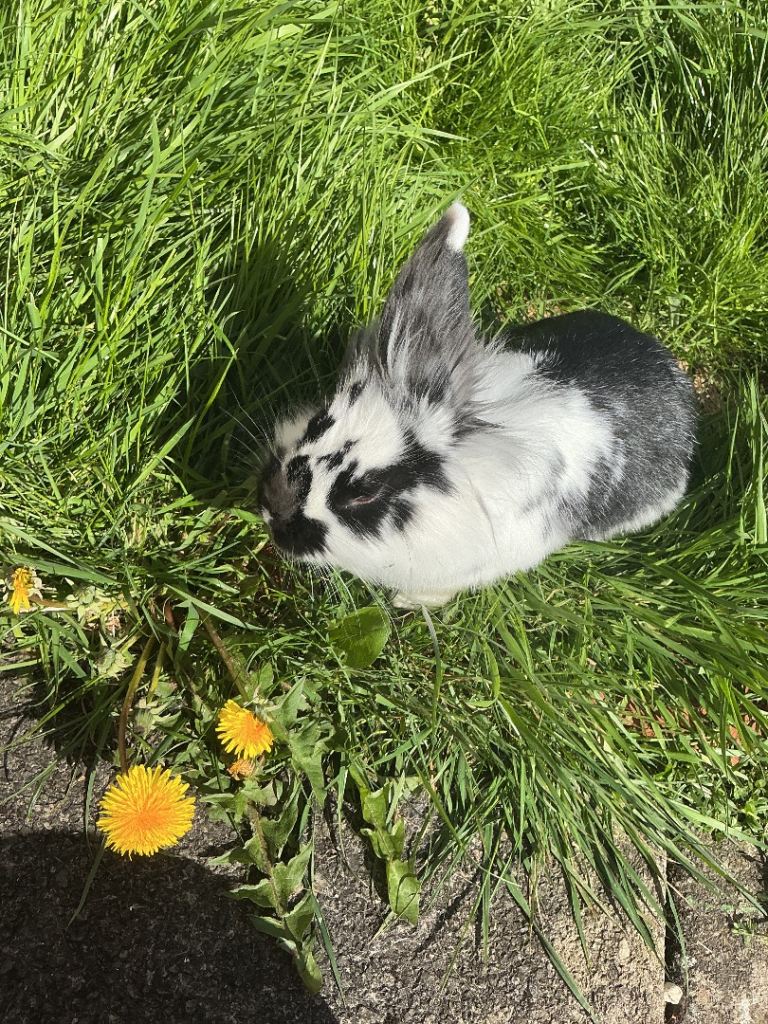 Bunny for sale 