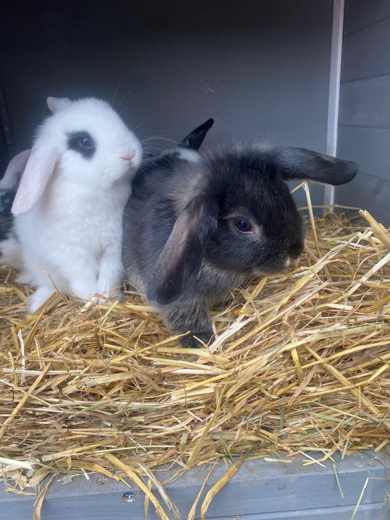 Mini lops baby rabbits 