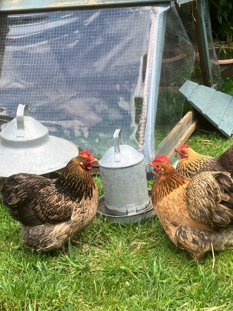 Chicken coop with 3 gorgeous bantams