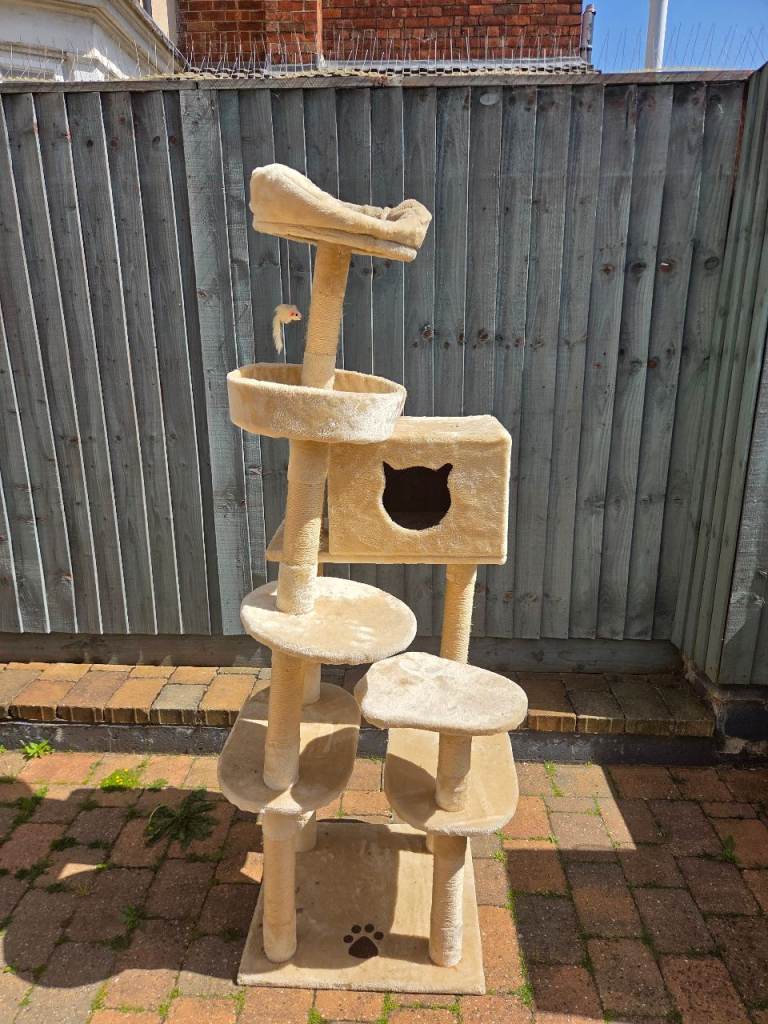 Cat Climbing Tower