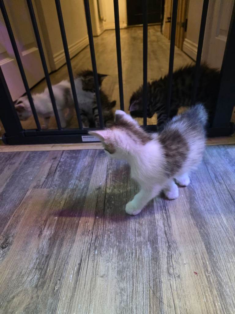 Kittens 
