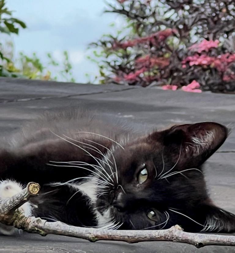 Sweet & lovable kitten (Read description)