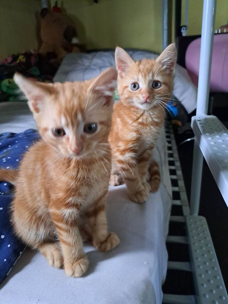 Ginger girl ginger boy kittens prices vary read add 