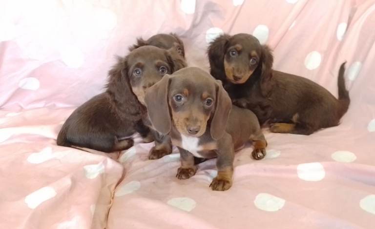 Miniature dachshund 