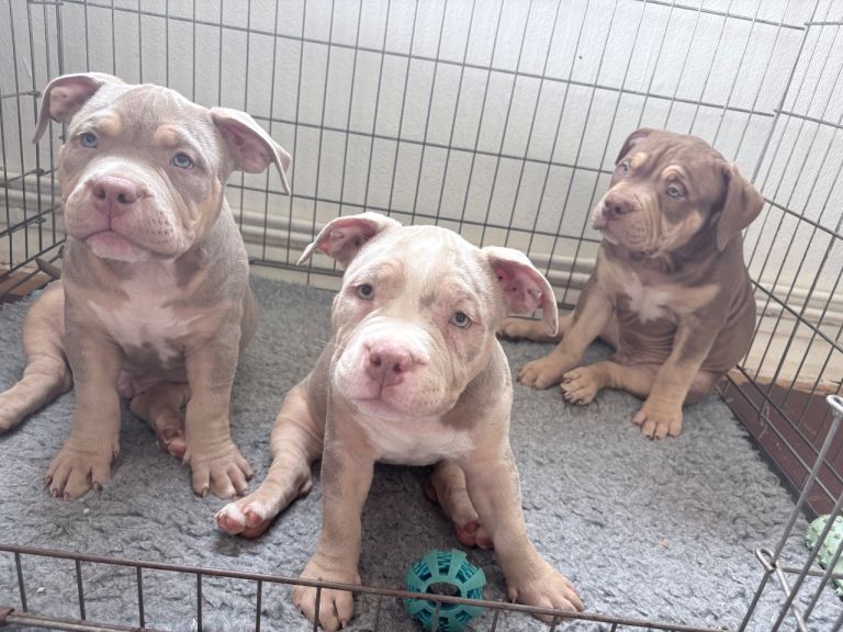 Puppies for sale