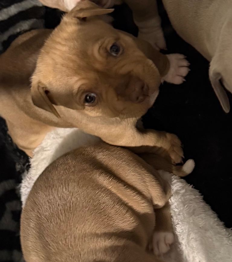 Female Red Fox Staffordshire Bull Terrier Puppy