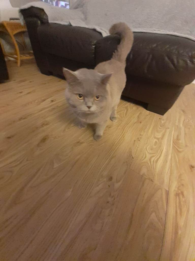 Male British Shorthair 