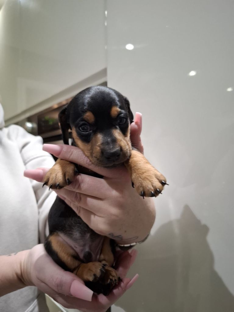 Daxiijack/ dachshund puppies for sale 