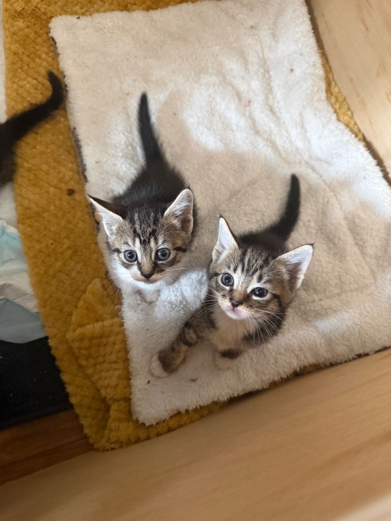 Kittens 