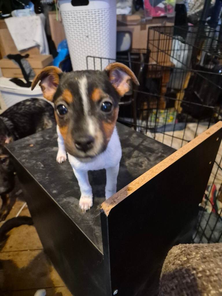 4 X Jack Russell Puppies For Sale