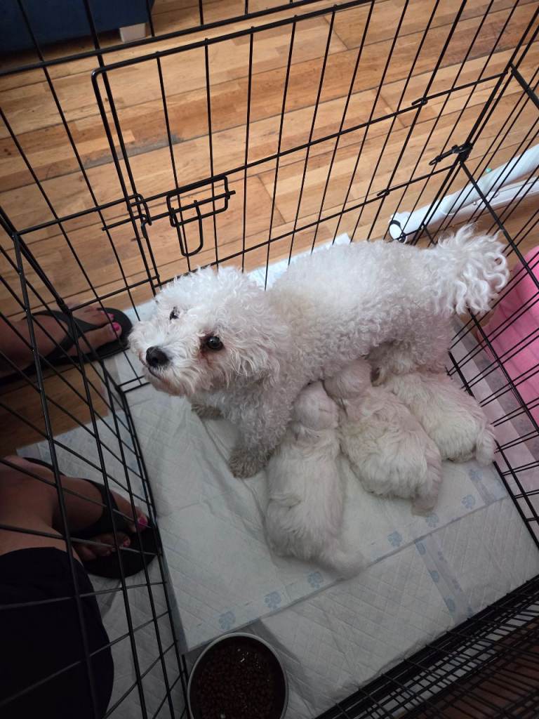 3 lovely bichon frise male puppies 