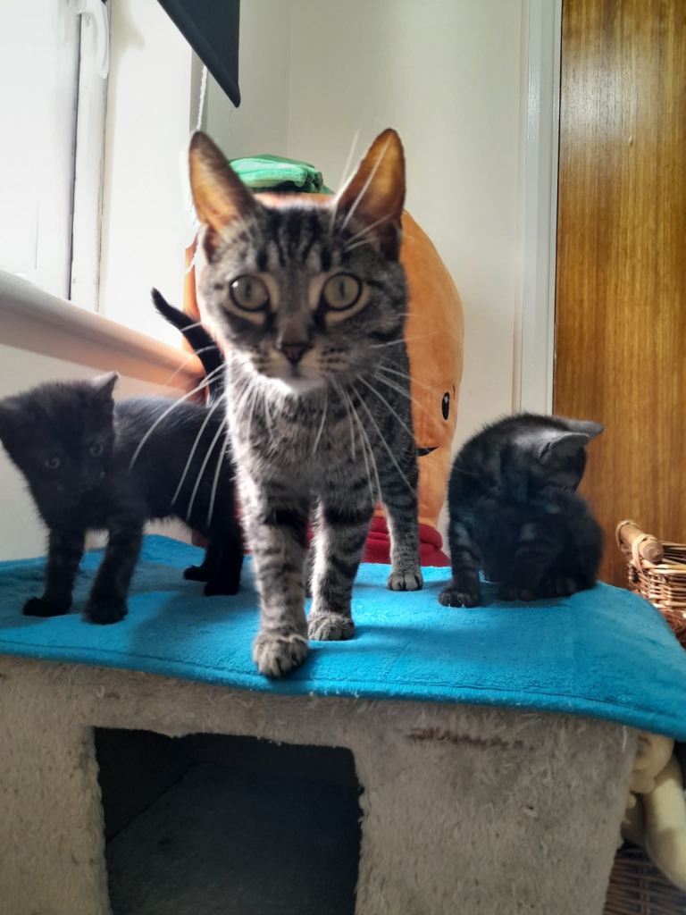 2 Female kittens
