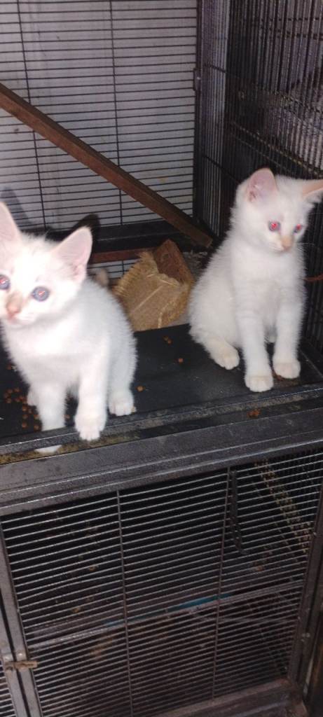 Ragdoll x Siamese kittens