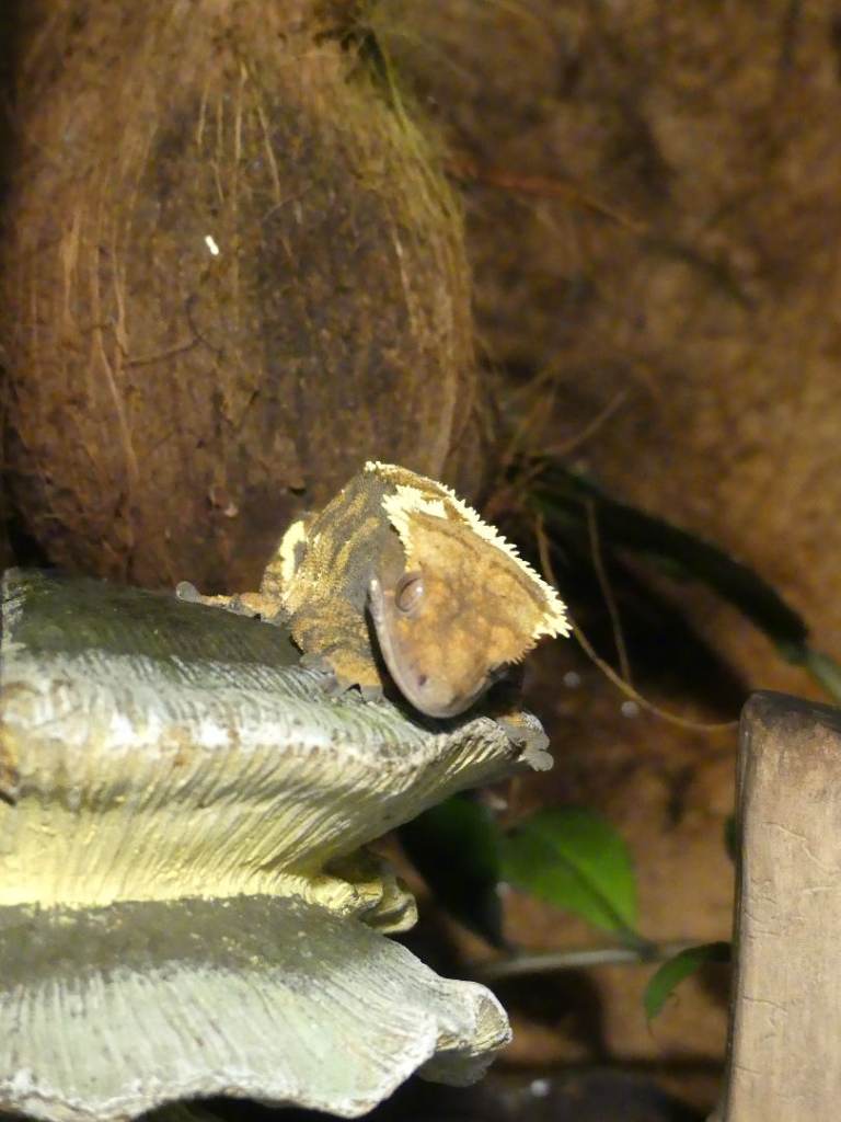 Crested Geckos with bioactive terrarium