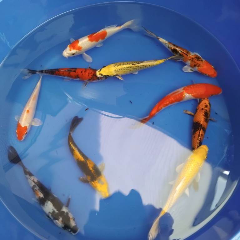 High Grade Koi Carp Hand picked