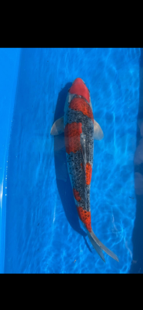 Koi for sale