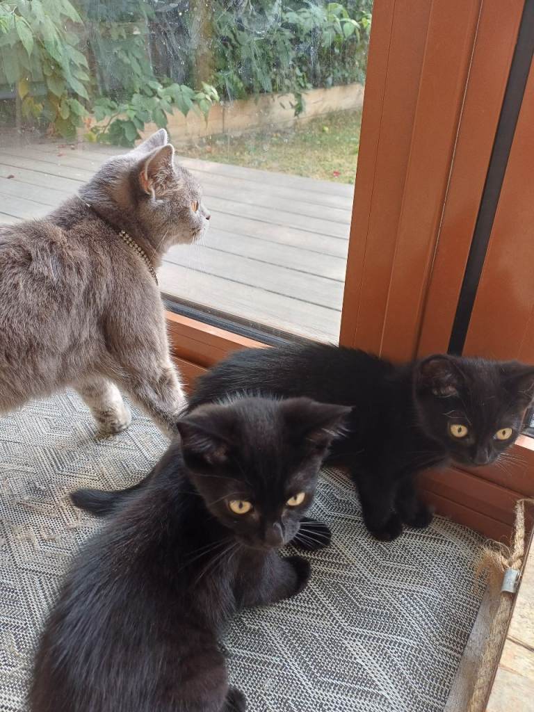 Kittens for sale!