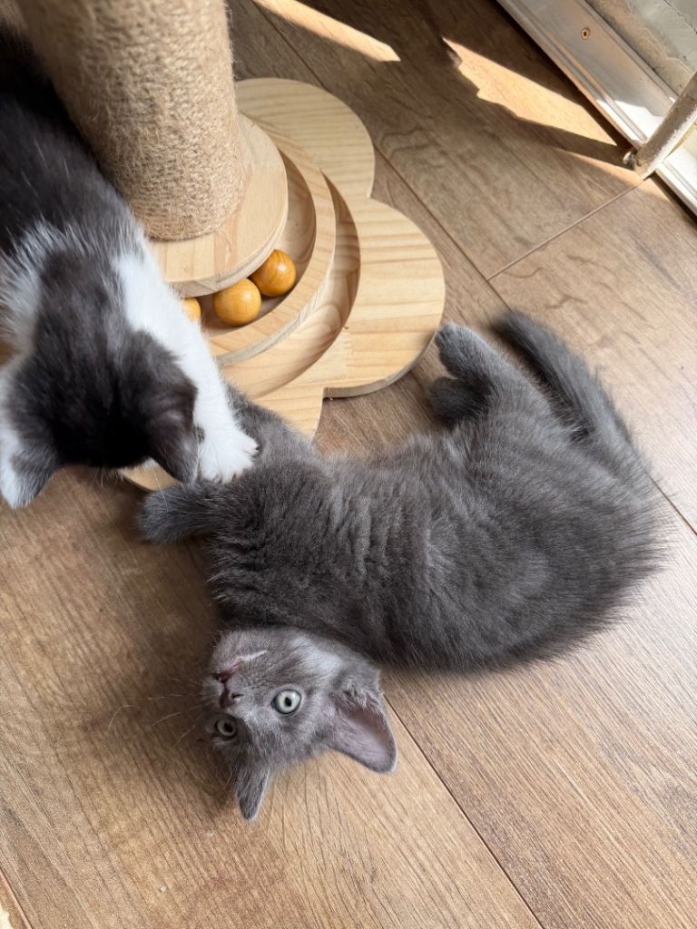 Grey kitten 