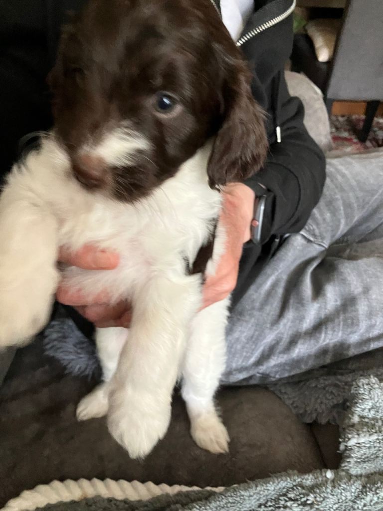 1 female cockapoo left 