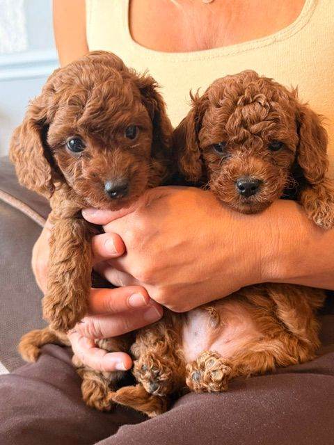 Beautiful Toy Poodle Puppies Looking for Loving Homes
