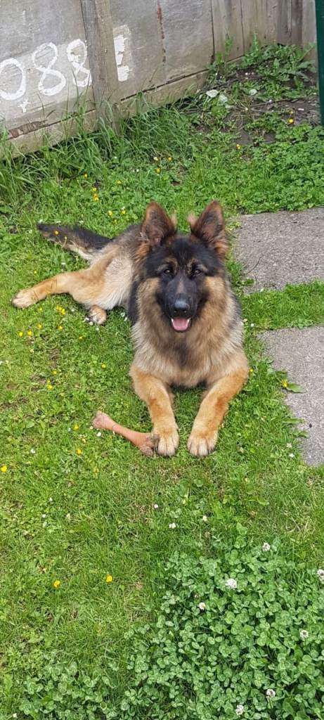 German Shepherd 