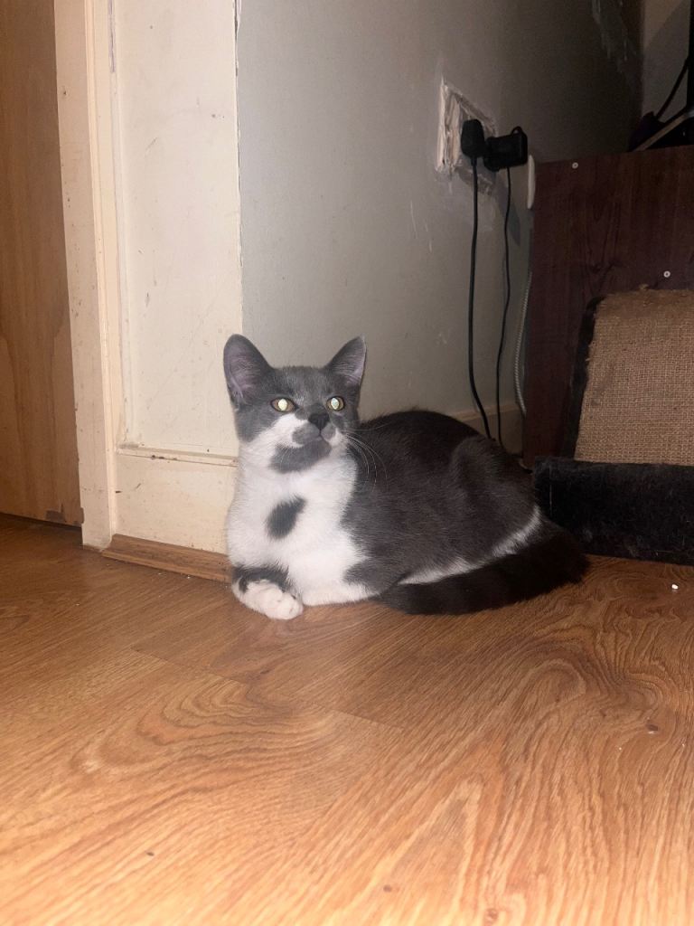 🐾 Meet Chico – A Playful Bengal-Tabby Kitten with a Big Heart! 🐾