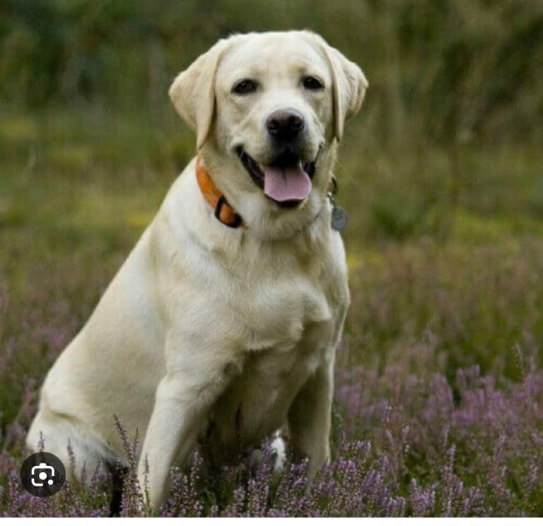 Golden Labrador 