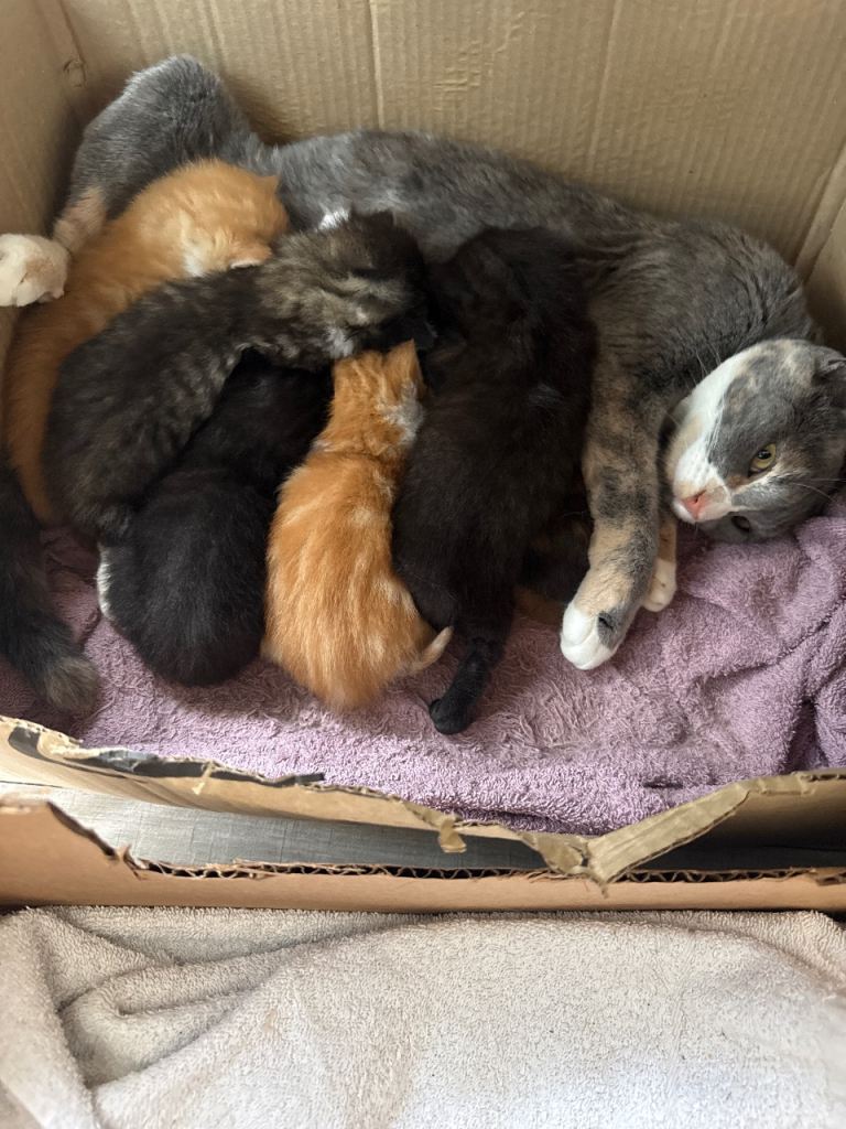 Mixed Kittens 