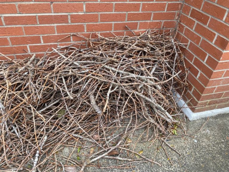 Sticks/kindling