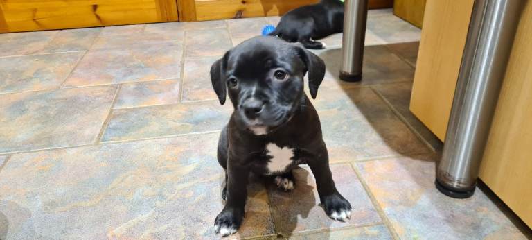 Staffy x Springer Spanial female pup for sale