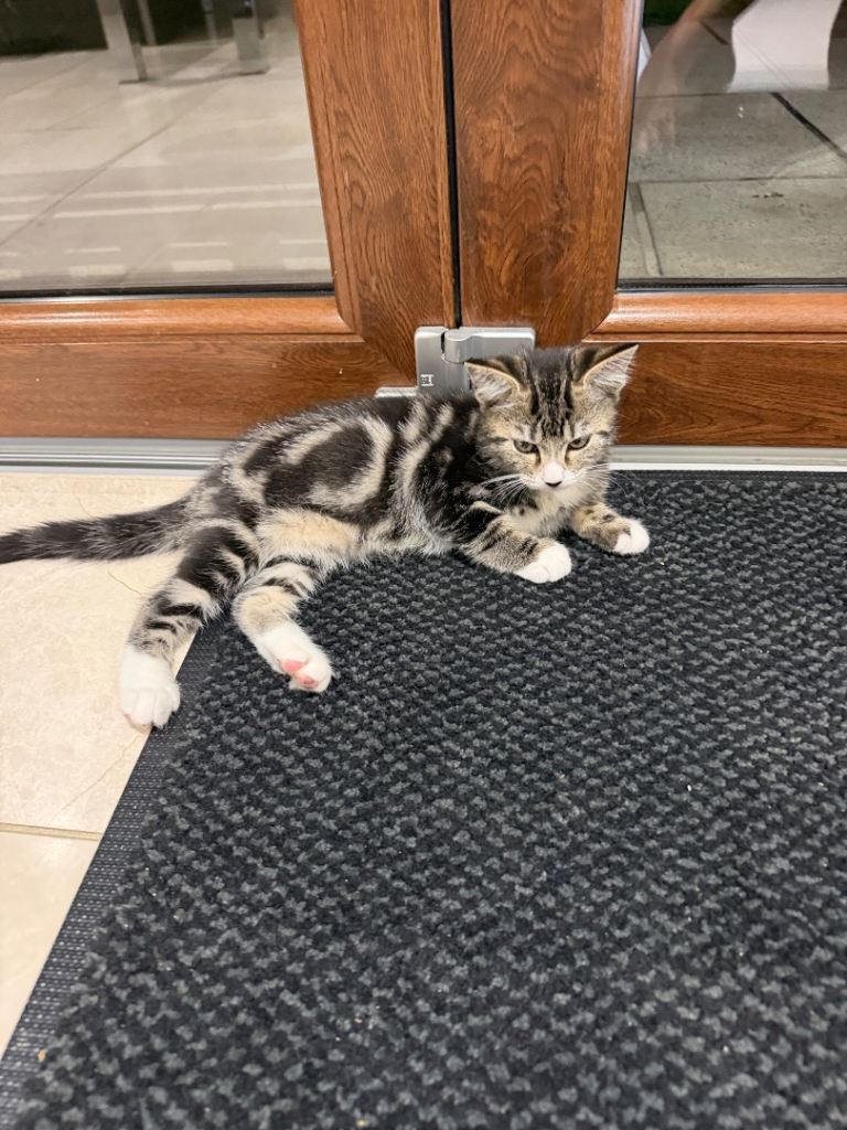 Cat