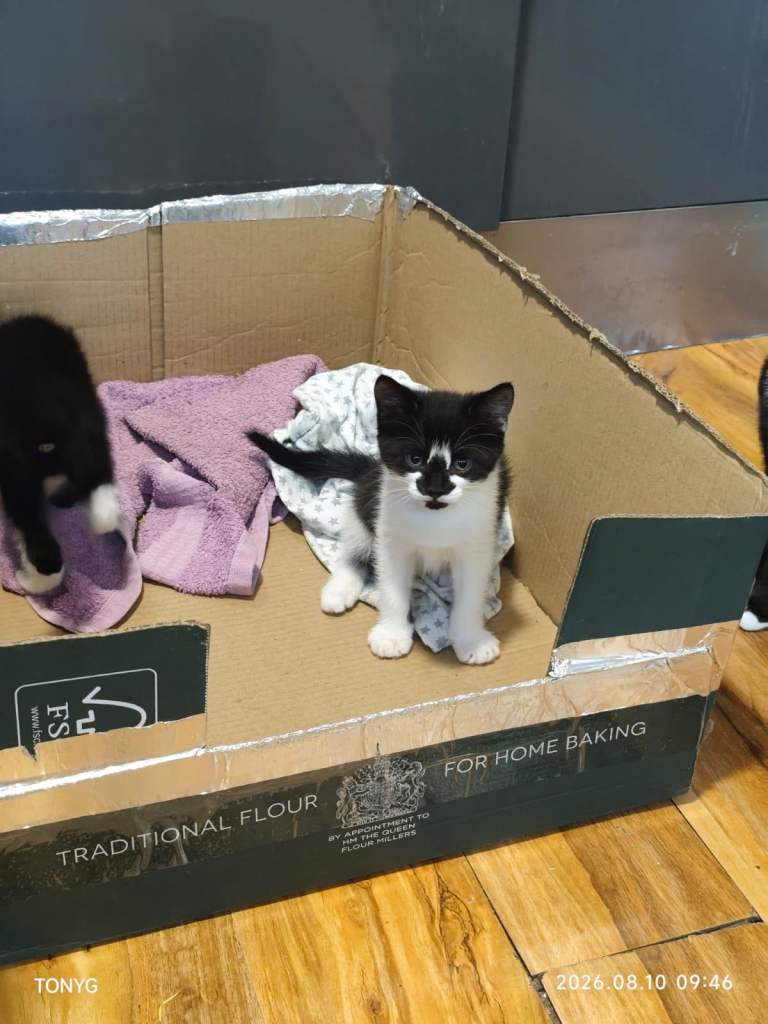 Beautiful 8-Week-Old Tuxedo Kittens - Fully Litter Trained & Ready Now