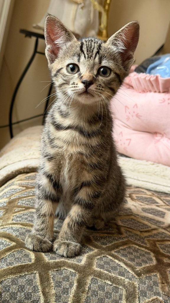 Bombay kittens 