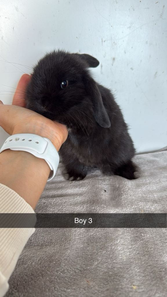 Pure breed mini lop rabbits to leave 