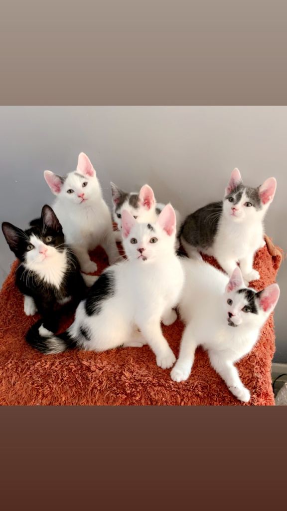 Cute Fluffy Kittens For sale
