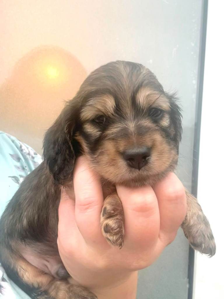 Minature Long Hair Dachshunds