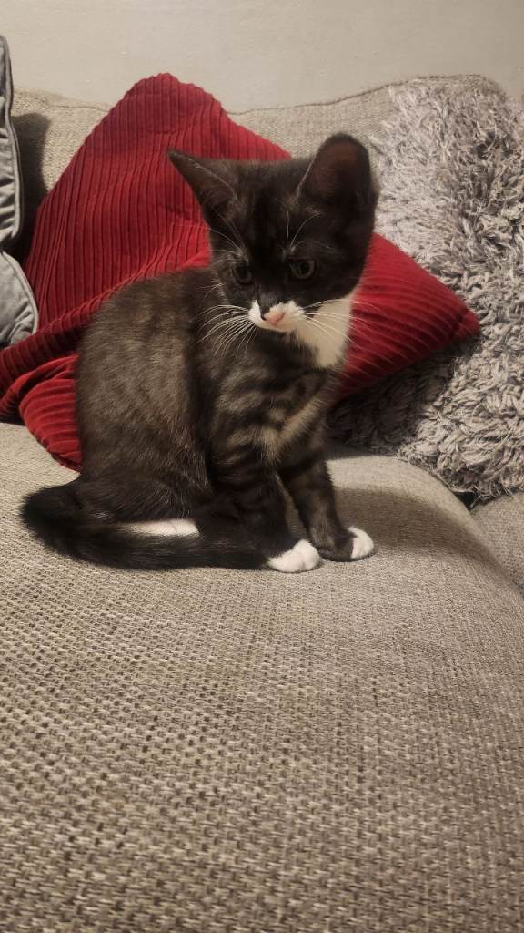 Half maincoon half domestic tom 