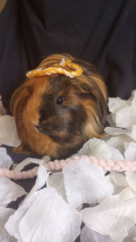 3 Guinea pigs and All equipment 