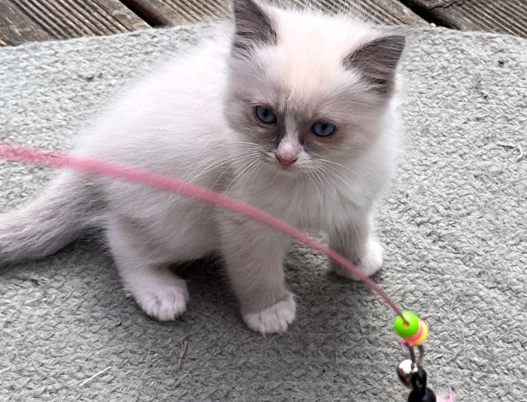 Ragdolls 