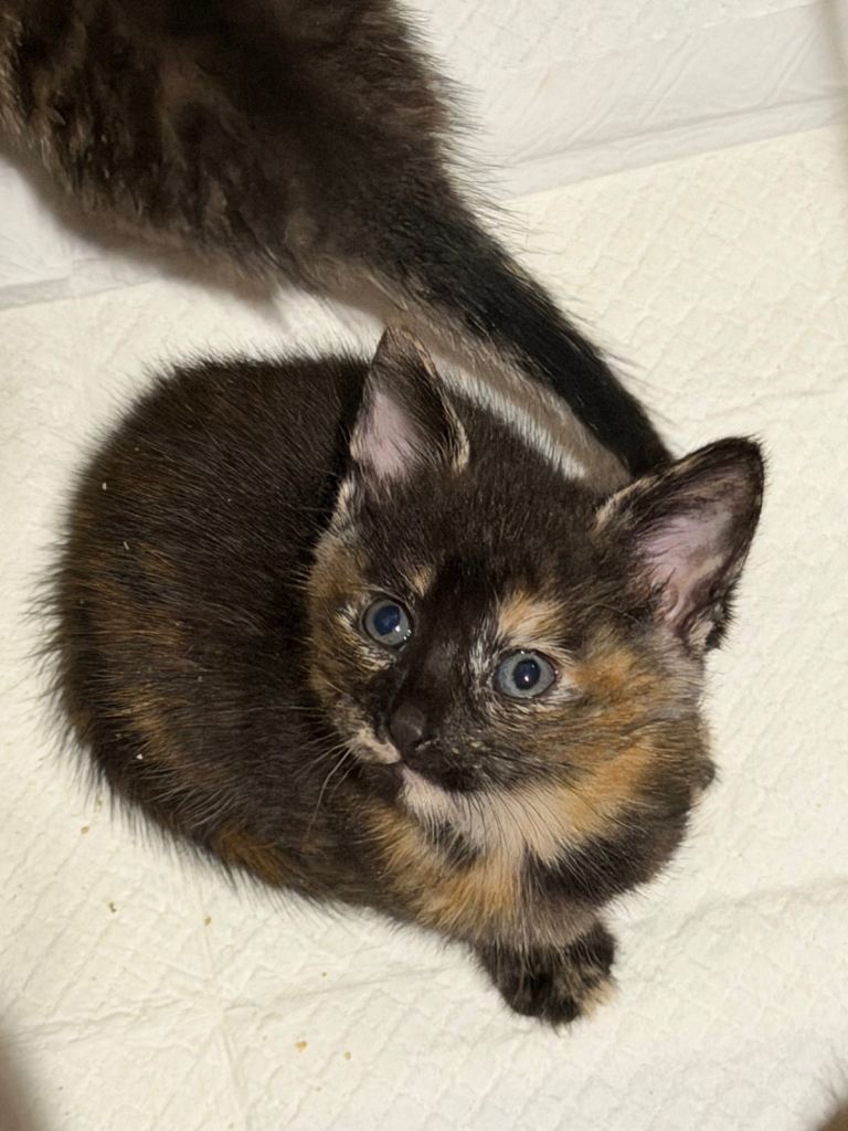 Female girl  calico
