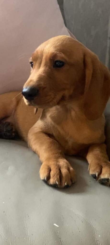 Beautiful cocker x Labrador puppies 
