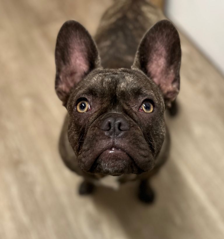 8 month French bulldog female 